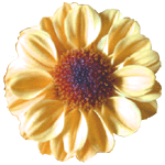 chrysanthemum flower