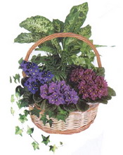 Ankara Etimesgut Çiçekçi firma ürünümüz karışık saksı çiçeği iç mekan bitkileri süs bitkisi