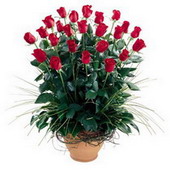 Ankara Ayaş Şentepe Çiçekçi firma ürünümüz Eşsiz ve harukulade güller Ankara çiçek gönder firması şahane ürünümüz