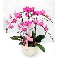 Ankara Ayaş ostim çiçek siparişi firma ürünümüz Dört dallı saksı orkide çiçeği