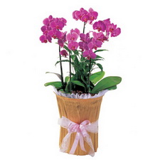 Ankara Ayaş çiçek gönder firması şahane ürünümüz Dört dallı saksı orkide çiçeği bitkisi