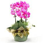 Ankara Ostim çiçek gönderimi firması ürünümüz  iki dal saksı orkide çiçeği