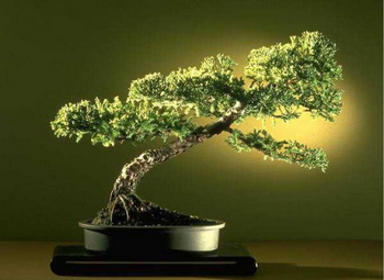 Ankara Ayaş Yenimahalle Çiçekçi firma ürünümüz Bonsai küçük japon ağacı iç mekan süs bitkisi
