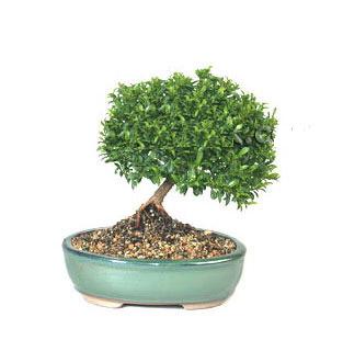 Ankara Ayaş Çankaya Çiçekçi firma ürünümüz Bonsai küçük japon ağacı iç mekan süs bitkisi