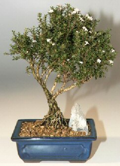 Bonsai küçük japon ağacı iç mekan süs bitkisi Anneye , sevgiliye her tür sevene