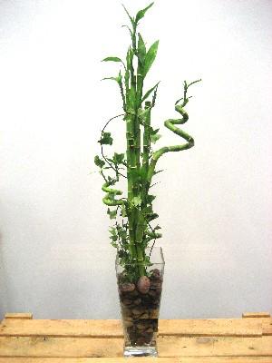 Ankara Ayaş çiçek yolla dükkanımızdan Lucky Bamboo şans meleği çiçeği bambu çiçeği