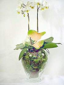 Ankara Ayaş Sincan fatih Çiçekçi firması ürünümüz 2 dallı saksı orkide çiçeği iç mekan süs bitkisi