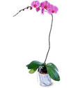 tek dal saksı orkide çiçeği Ankara çiçekçi yolla dükkanımızdan