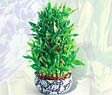 Ankara çiçek satışı site ürünümüz  Lucky Bamboo şans meleği çiçeği bambu çiçeği
