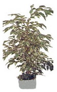 Ankara Ayaş Etimesgut Çiçekçi firma ürünümüz Ficus starlight benjamin saksı çiçeği iç mekan bitkileri süs bitkisi